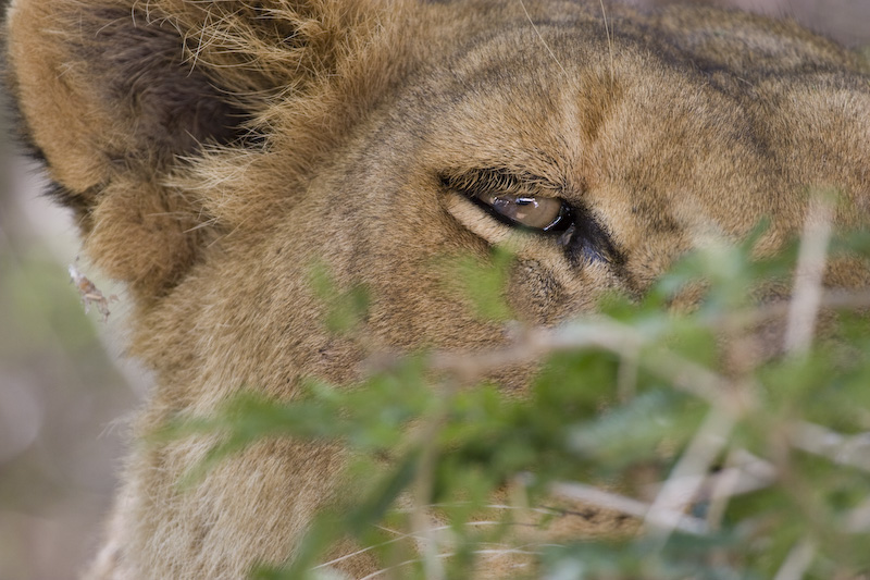 Lion Through Branches